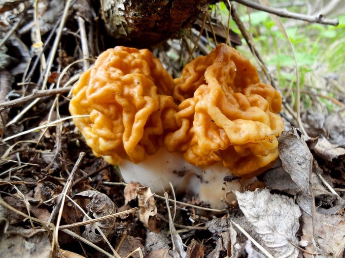 Строчок гигантский — gyromitra gigas.