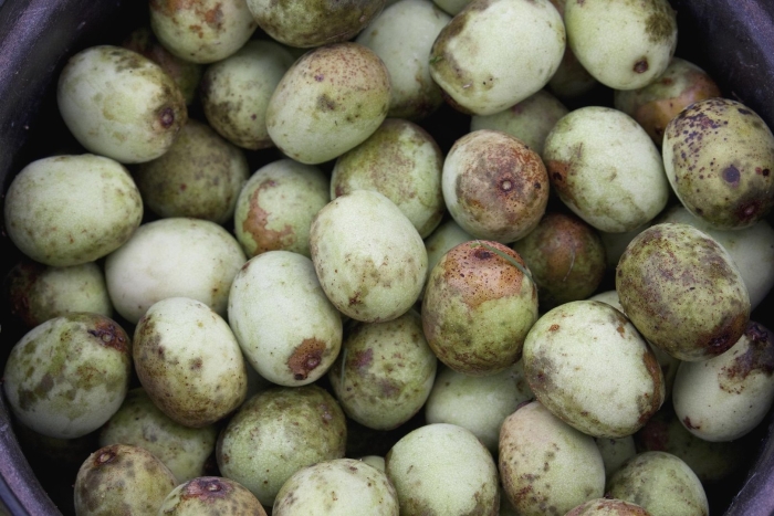 Марула фрукт