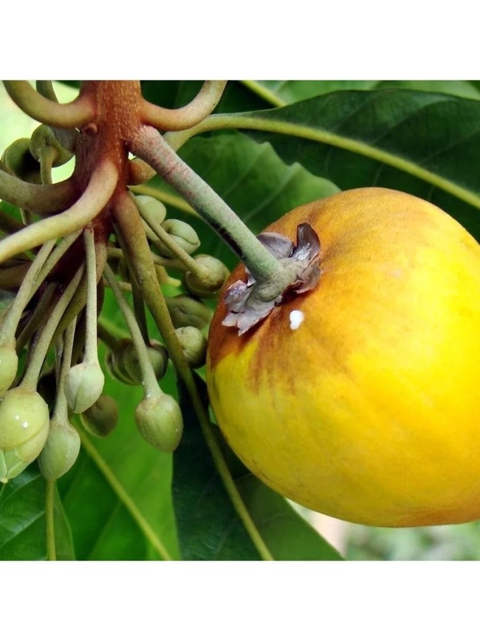 Канистель яичный фрукт