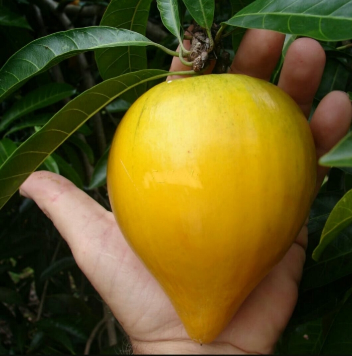 Канистель яичный фрукт