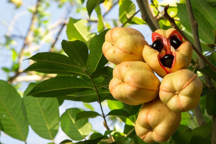 Ackee fruit