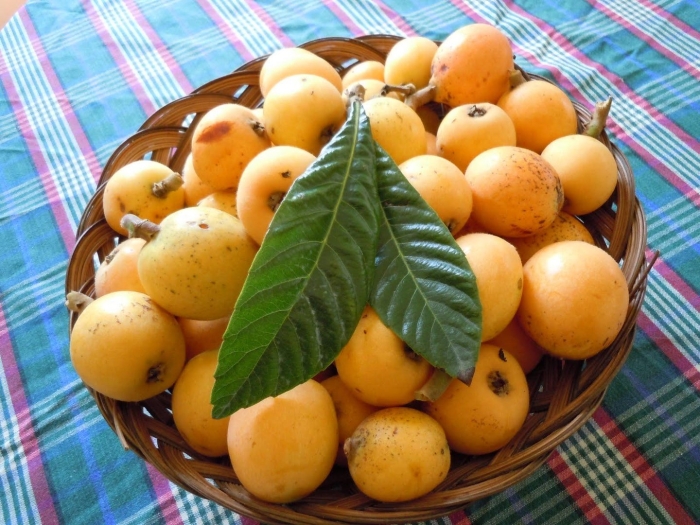 Нисперо мушмула