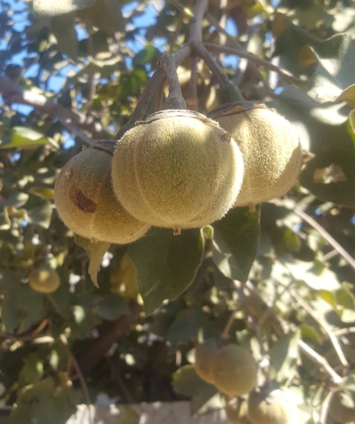 Плоды марула