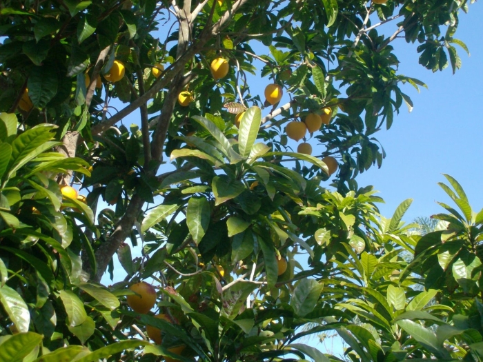 Pouteria campechiana