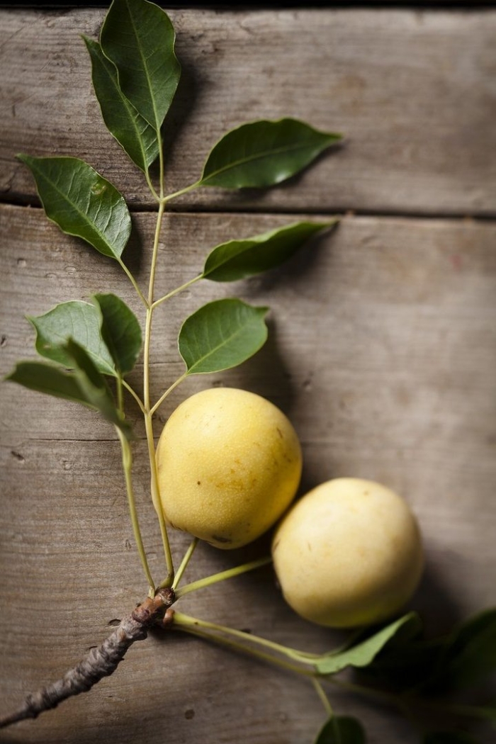 Сорт груши дуля