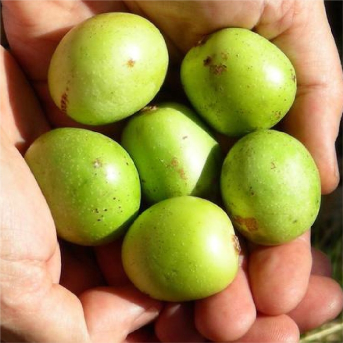 Jujube зеленый фрукт