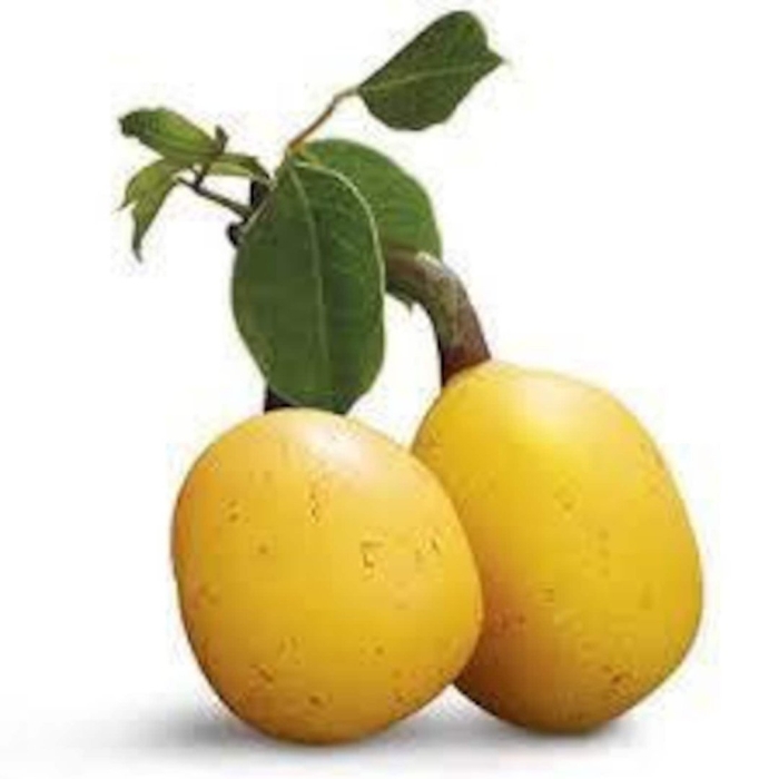 Фрукт марула