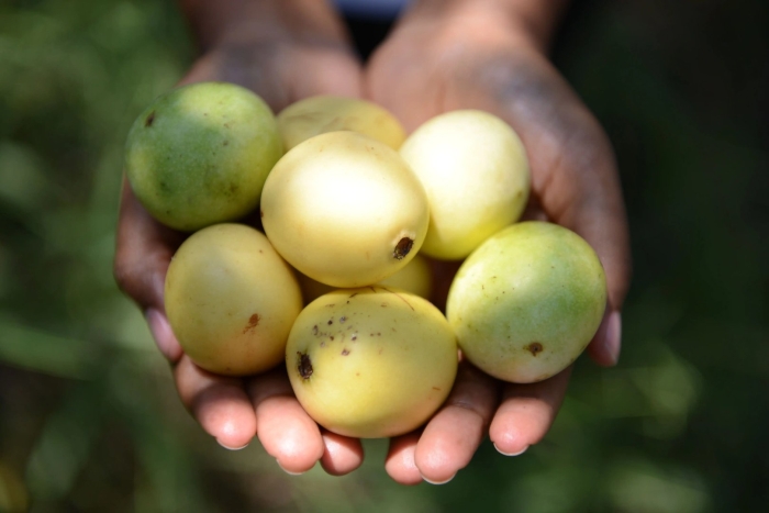Marula fruit