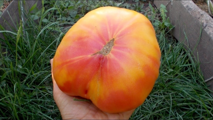 Big rainbow томат