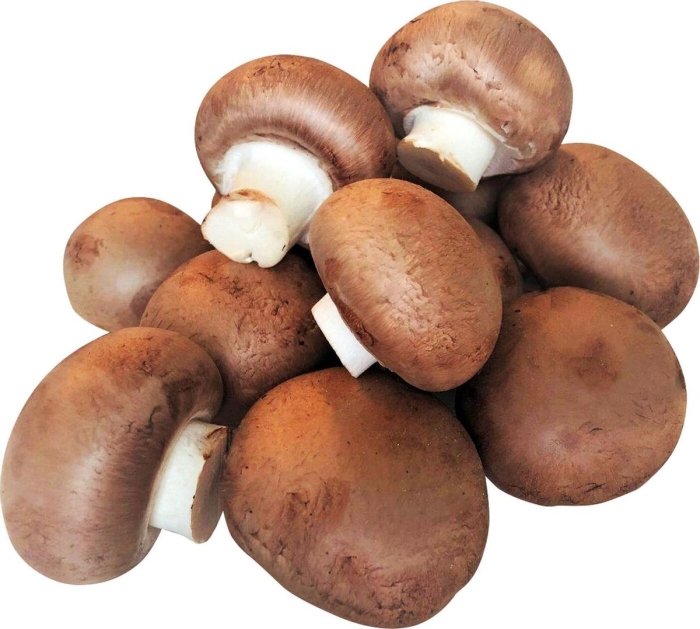 Шиитаке грибы императорский шампиньон