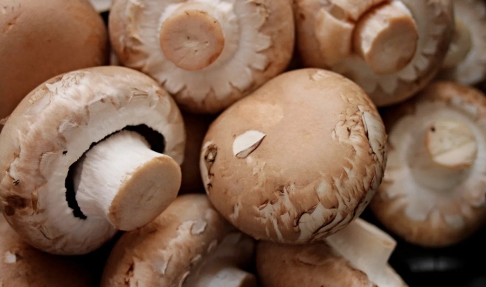 Шампиньон коричневый