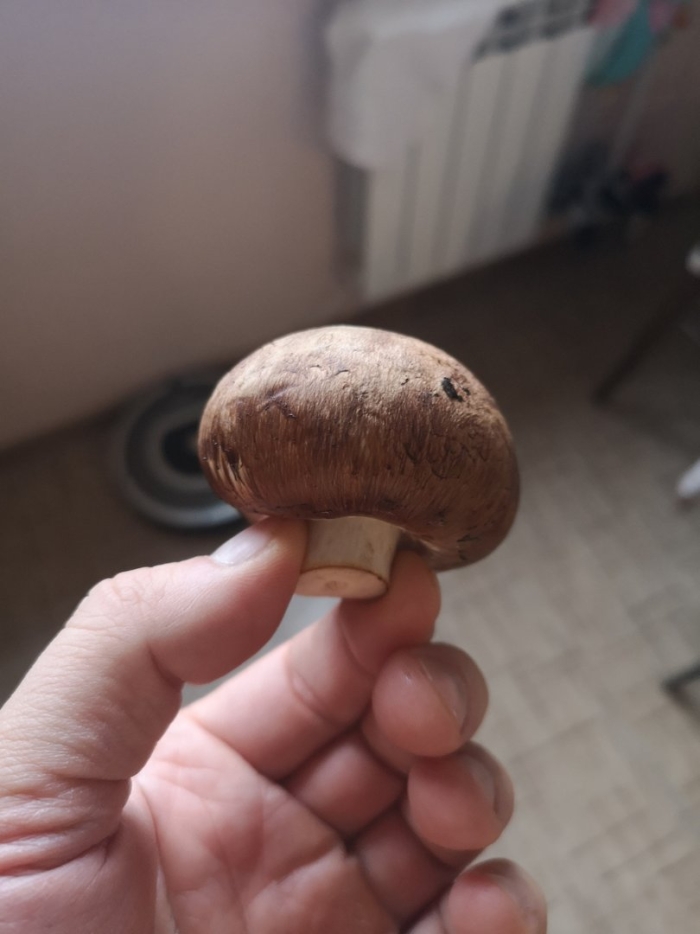 Шампиньон королевский