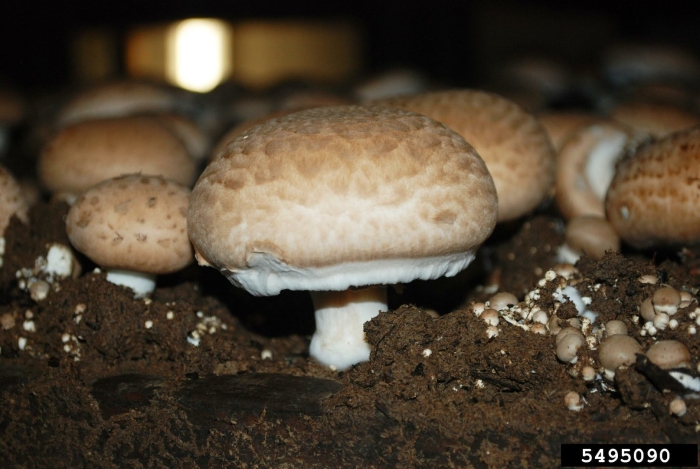 Шампиньон двуспоровый