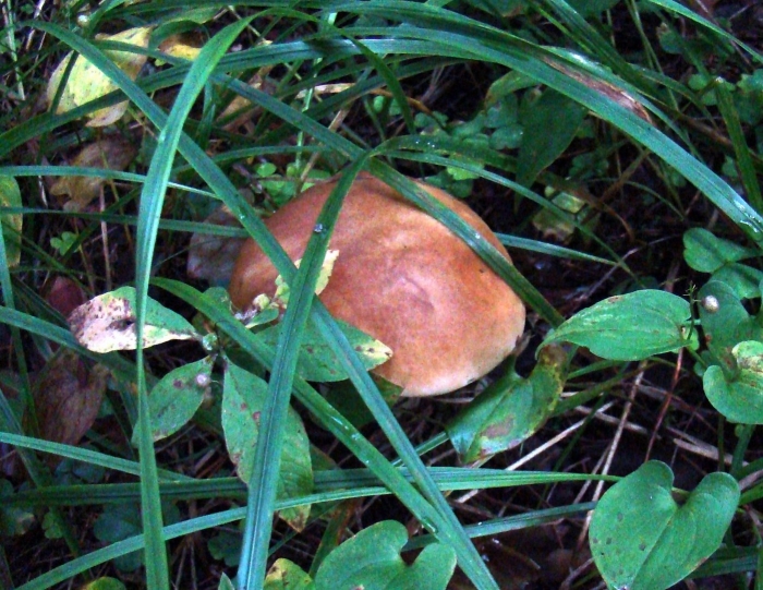 Подосиновики ложный подосиновик