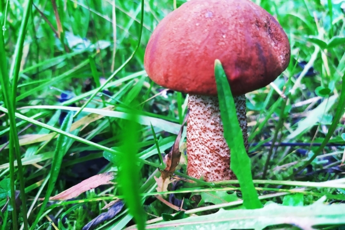 Краснухи грибы