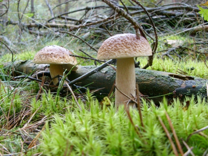 Белый гриб берёзовый boletus betulicola
