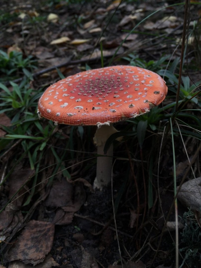 Краснушка (lactarius subdulcis).