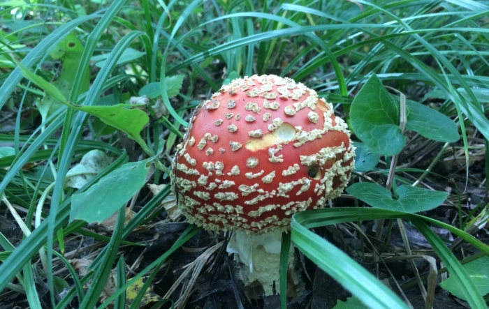 Мухомор красный