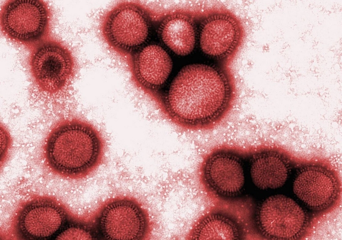 Вирус гриппа под микроскопом