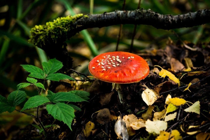 Краснушка гриб