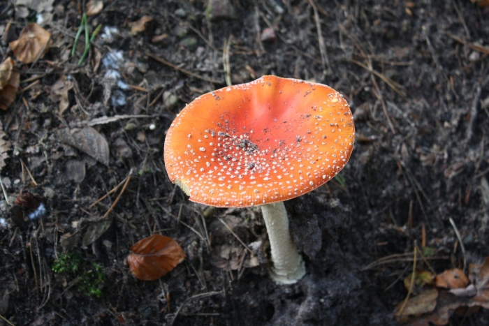 Poisonous mushroom
