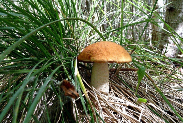 Подосиновик красноголовик