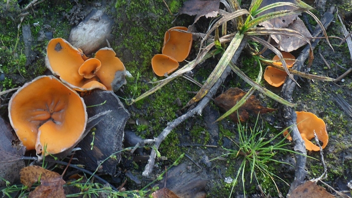 Алеврия оранжевая aleuria aurantia