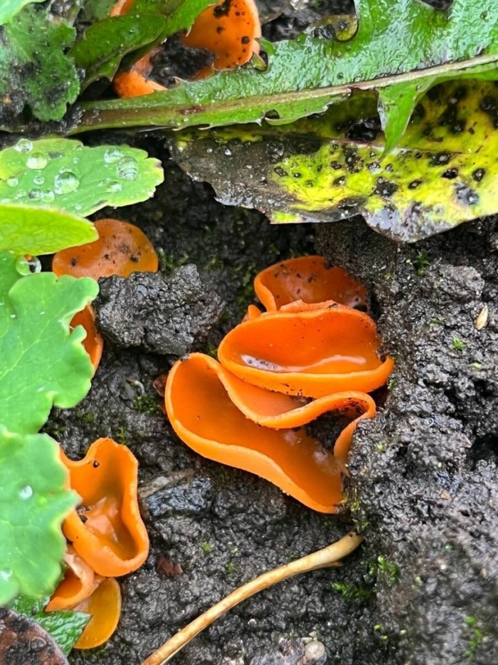 Алеврия оранжевая