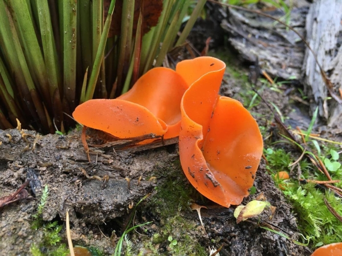 Оранжевые грибы