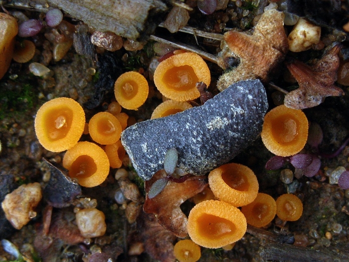 Биссонектрия скученная (byssonectria aggregata