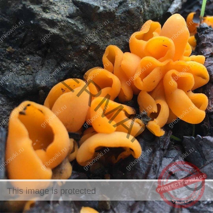 Алеврия оранжевая грибы