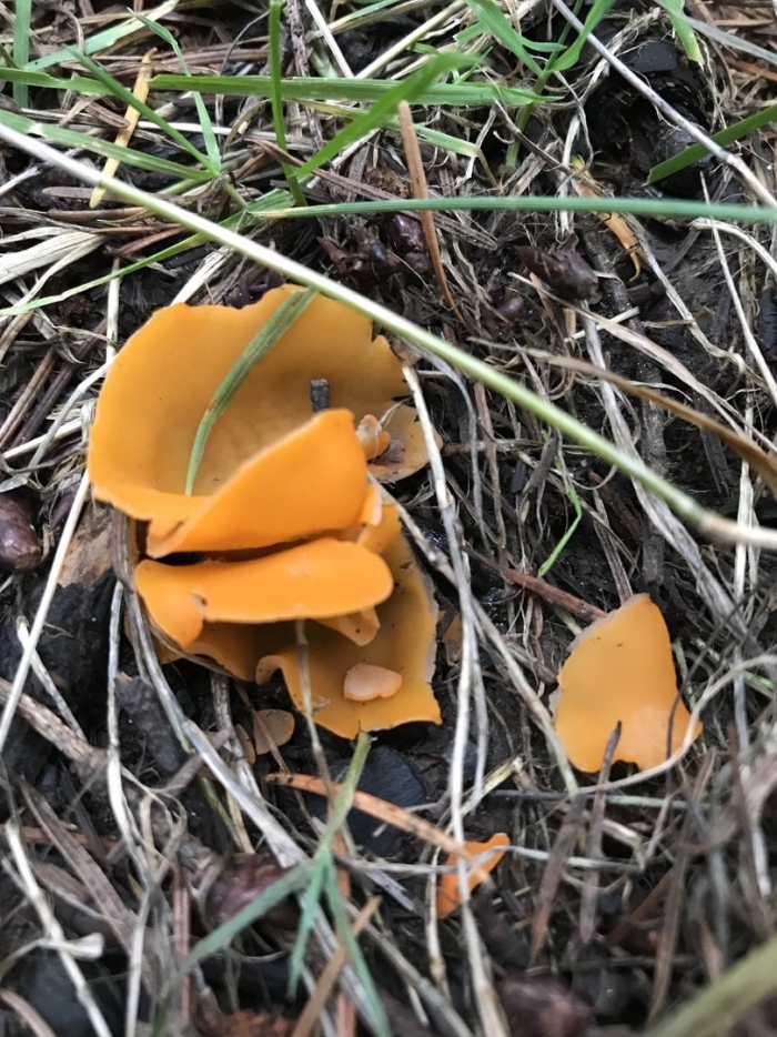 Оранжевая пецица алеврия