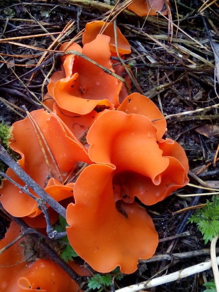 Оранжевая пецица алеврия