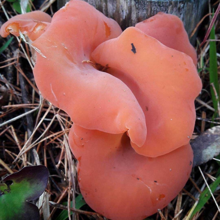 Гепиния гельвеллоидная гриб