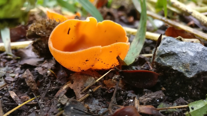 Оранжевая пецица алеврия