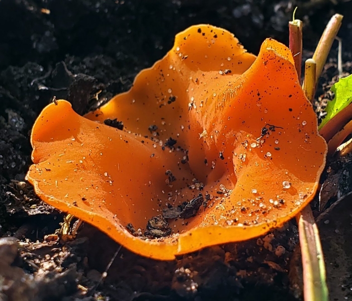 Оранжевая пецица алеврия