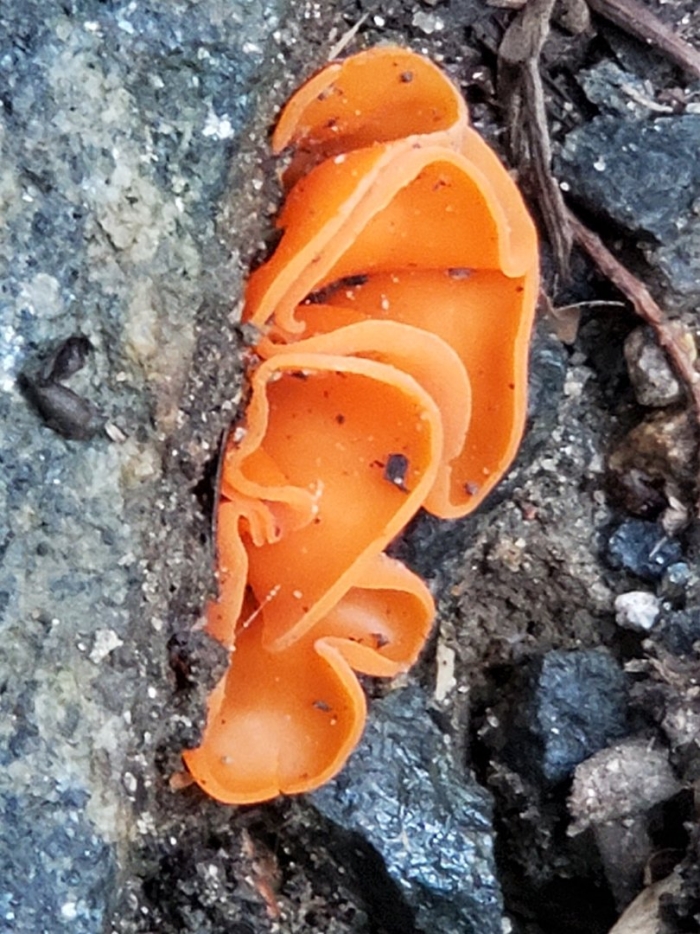 Алеврия оранжевая aleuria aurantia