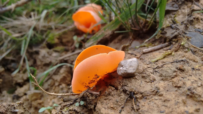 Алеврия оранжевая aleuria aurantia