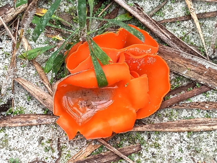 Оранжевая пецица алеврия