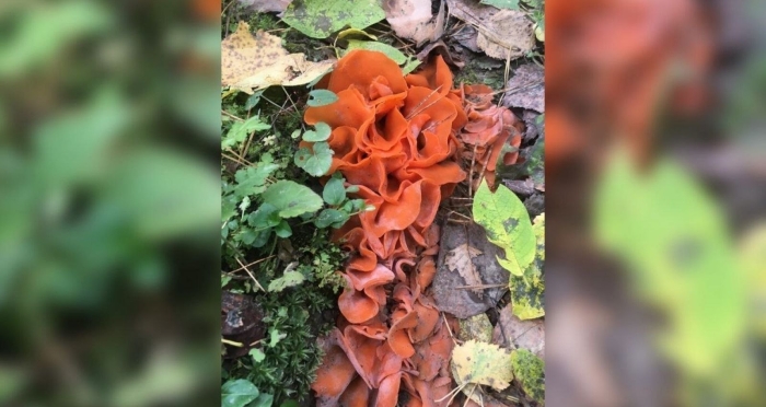 Оранжевая пецица алеврия