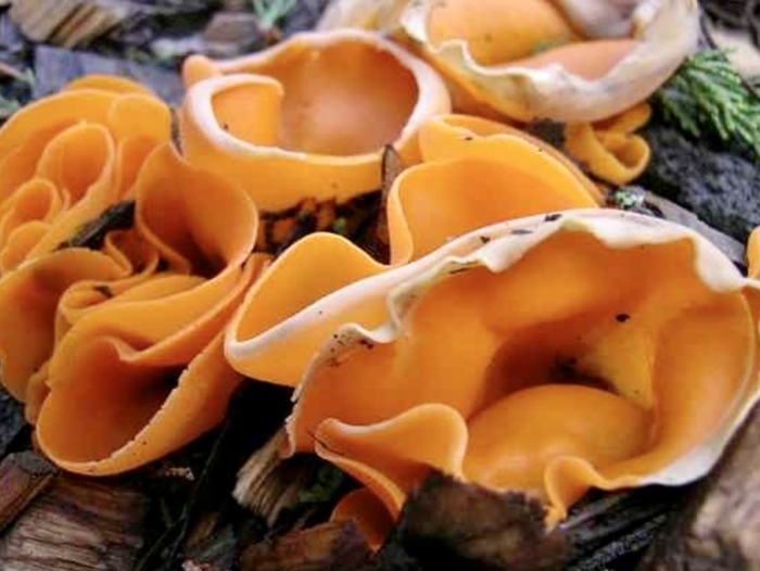 Пецица оранжевая