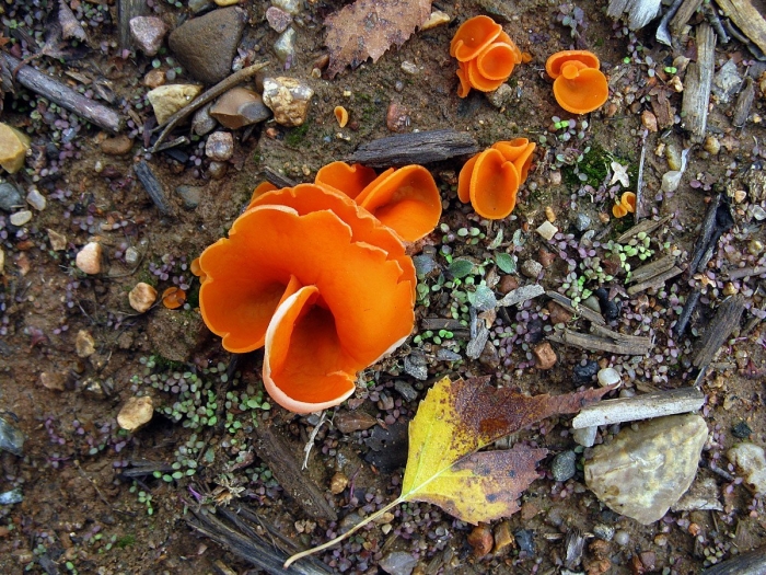 Грибы оранжевого цвета