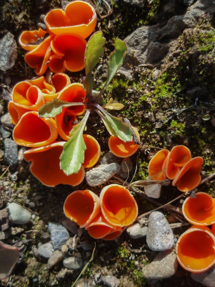 Оранжевая пецица алеврия