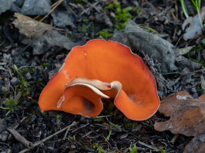 Оранжевые грибы съедобные