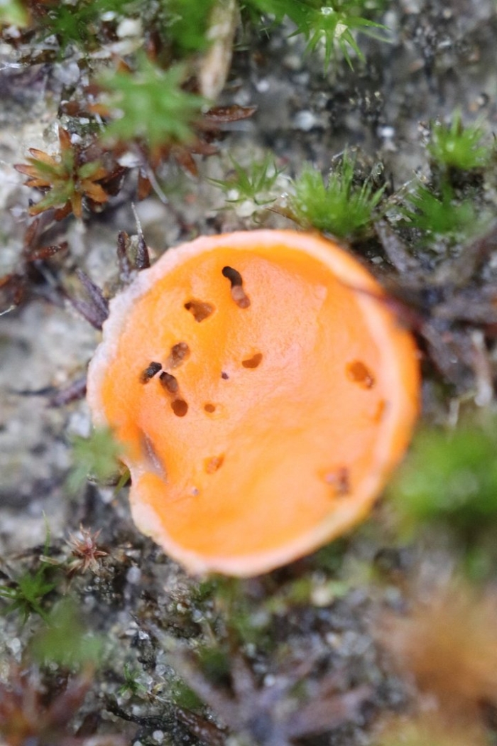 Алеврия оранжевая aleuria aurantia