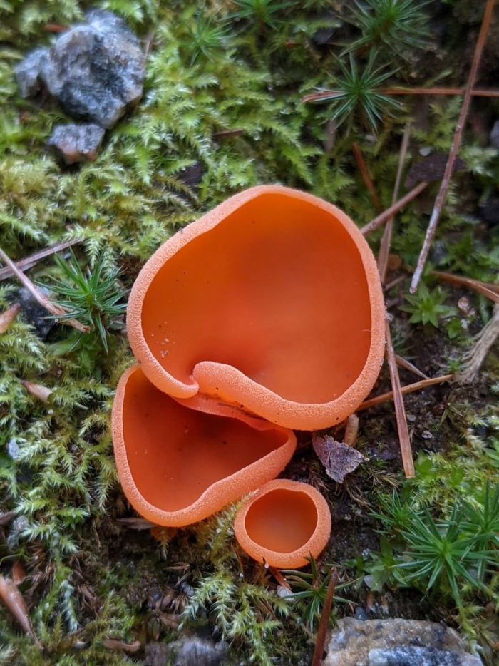 Алеврия оранжевая