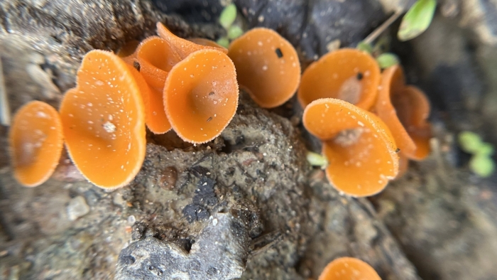 Алеврия оранжевая aleuria aurantia