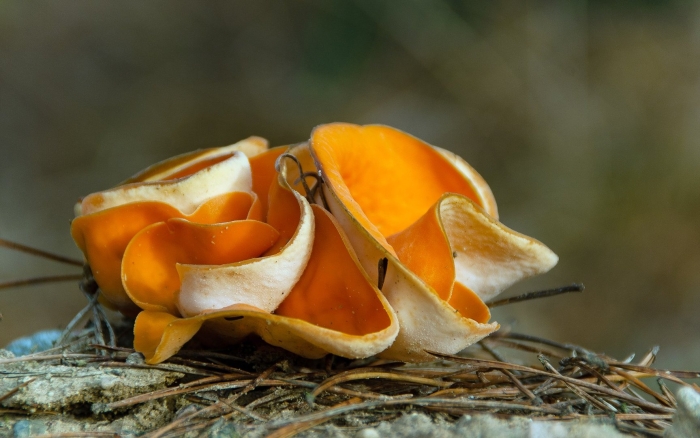 Оранжевая пецица алеврия