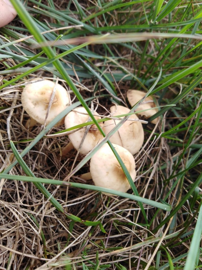 Опенок луговой marasmius oreades