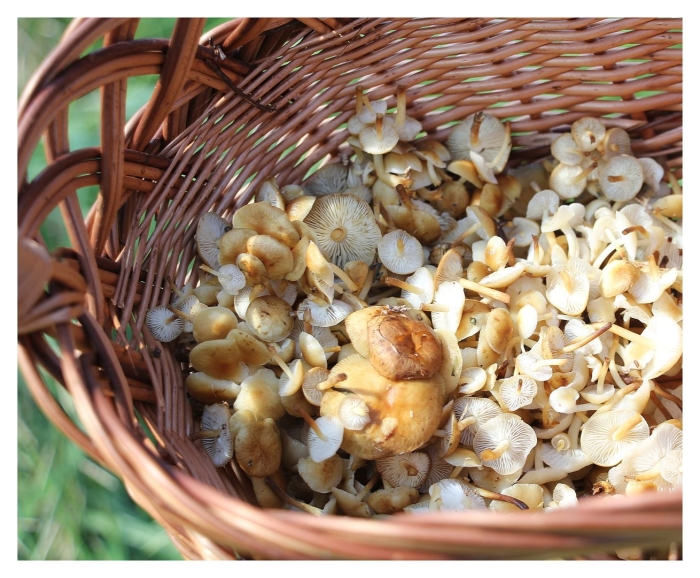 Летние опята